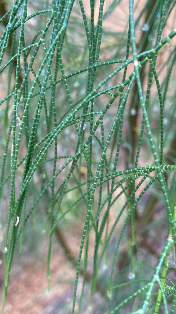 Tamarix aphylla from Little Panoche Rd, Firebaugh, CA, US on 2021년 12월 16일 (목) at 11:37 오전 by Emma Belén Price... 