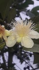 Psidium guajava image