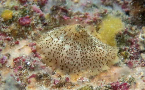 taxonomy_inaturalist image for Lucapina aegis