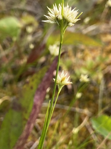 white beak-sedge