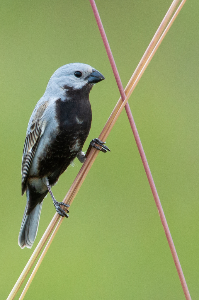 Black-bellied Seedeater (Sporophila melanogaster) photo