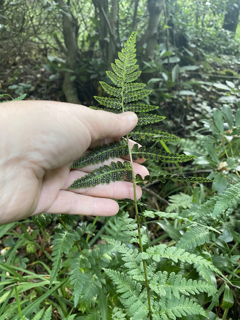 Braun's wood fern in July 2021 by Sharon Snyder · iNaturalist