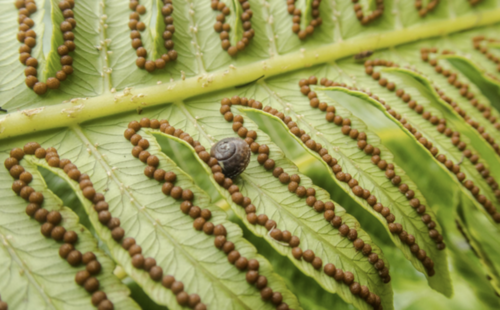 Cyathea grandifolia