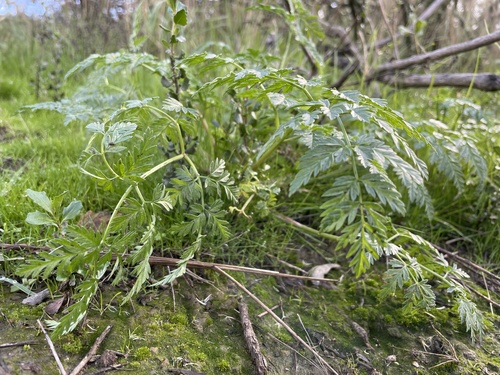 iNaturalist observation photo of poison hemlock
