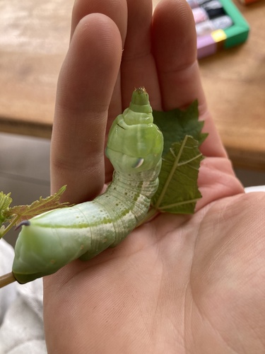 Verdant Hawkmoth
