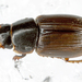 Melinopterus consputus - Photo (c) gernotkunz, todos los derechos reservados, subido por gernotkunz
