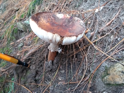 Mesoamerican Dark Volva Blusher