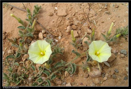 Convolvulus supinus