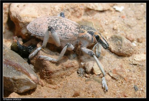 Menecleonus basigranatus