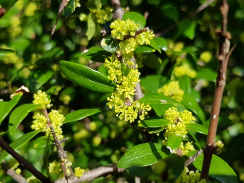 inkbush (Forestiera eggersiana)