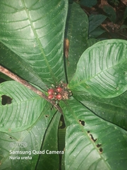Psychotria chitariana image