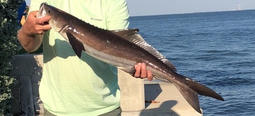 Cobia