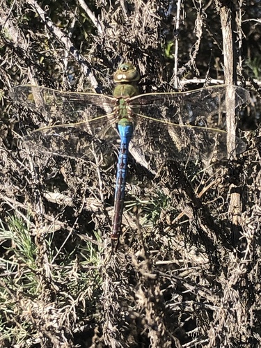 iNaturalist observation photo of Common Green Darner
