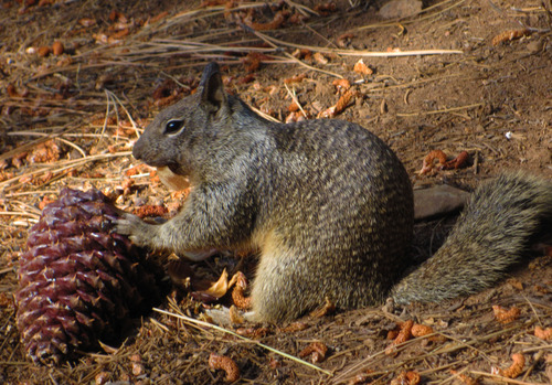 iNaturalist observation photo of California Ground Squirrel