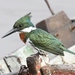 Amazon Kingfisher - Photo (c) Jay Keller, all rights reserved, uploaded by Jay Keller