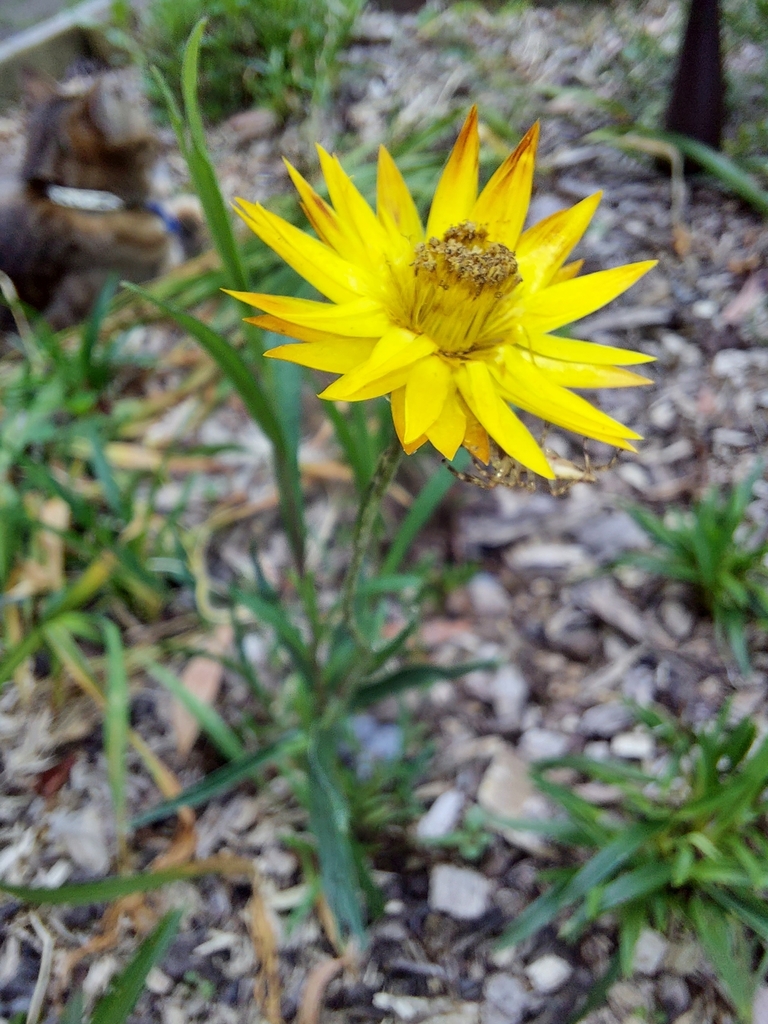 sticky everlasting from Boronia VIC 3155, Australia on December 17 ...