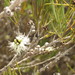 Melaleuca teretifolia - Photo (c) Charles Porter, all rights reserved, uploaded by Charles Porter