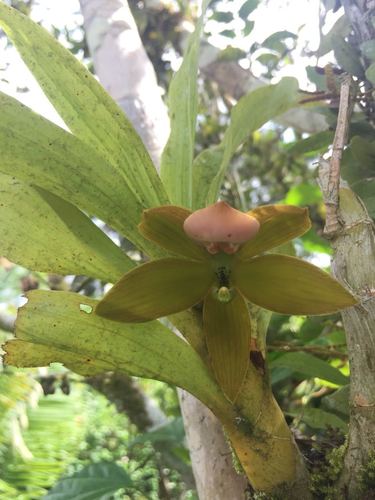 Cycnoches reaching for the pink in Ecuador.