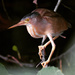 黃小鷺 - Photo 由 Yip Wai Hoong 所上傳的 (c) Yip Wai Hoong，保留所有權利