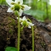 One-flowered Wintergreen - Photo (c) Asia Ruby Fuoco, all rights reserved, uploaded by Asia Ruby Fuoco