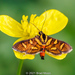 Polilla de Flores de Manchas Naranjas - Photo (c) Brad Moon, todos los derechos reservados, subido por Brad Moon