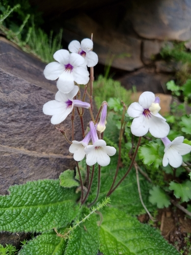Streptocarpus meyeri