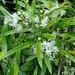 Asparagus falcatus - Photo (c) Garth Aiston, todos los derechos reservados, subido por Garth Aiston