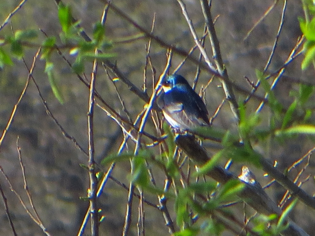 Tree Swallow from Summit Lake, Akron, OH, USA on May 2, 2018 at 08:20 ...