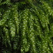 Curved Silk-Moss - Photo (c) Marcin Klisz, all rights reserved, uploaded by Marcin Klisz