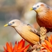 Chestnut-tailed Starling - Photo (c) Riajul Karim, all rights reserved, uploaded by Riajul Karim