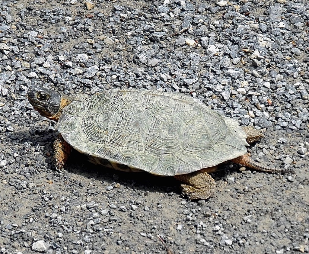 Wood Turtle in May 2012 by Allen Belden · iNaturalist