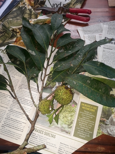 Naucleopsis glabra