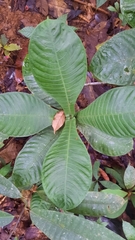 Psychotria chitariana image