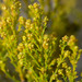 Thesium ericifolium - Photo (c) Chris Whitehouse, όλα τα δικαιώματα διατηρούνται, uploaded by Chris Whitehouse