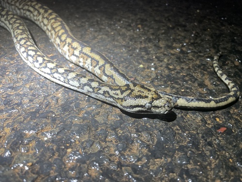 Inland Carpet Python sighting