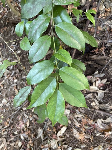 Ilex buergeri