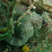 Observation photo