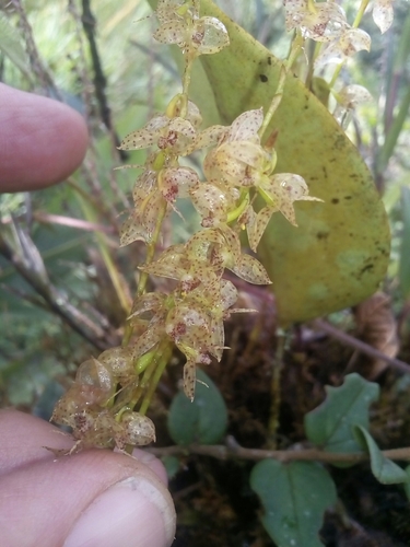 Pleurothallis roseola image
