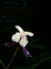Epidendrum englerianum image