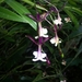 Epidendrum englerianum - Photo (c) Rudy Gelis, todos los derechos reservados, subido por Rudy Gelis