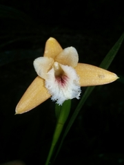 Image of Sobralia crocea