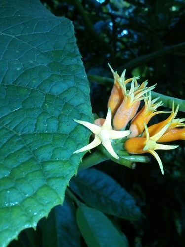 Gurania macrophylla image