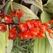 Elleanthus oliganthus - Photo (c) rudygelis, todos los derechos reservados