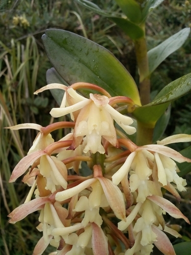Epidendrum sumacoense image