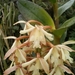 Epidendrum sumacoense - Photo (c) Rudy Gelis, כל הזכויות שמורות, הועלה על ידי Rudy Gelis