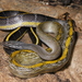 Helfenberger's Beauty Snake - Photo (c) Parinya Herp Pawangkhanant, all rights reserved, uploaded by Parinya Herp Pawangkhanant