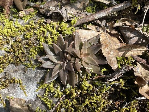Sinocrassula