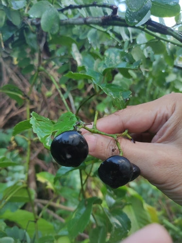 Dicots