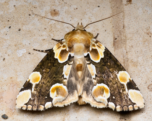 Thyatira mexicana Edwards, 1884