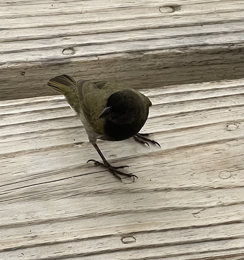 Black-Faced Grassquit
